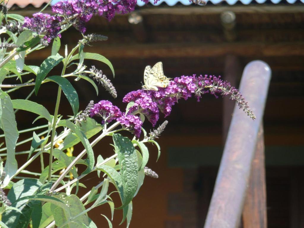 Agriturismo Annibale Tuoro sul Trasimeno Exterior photo
